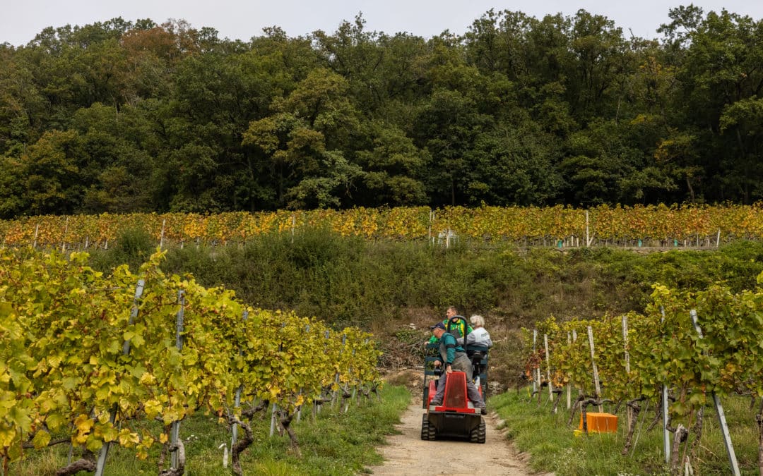 Offre d’emploi – Employé-e vitivinicole à 100% (CDI)